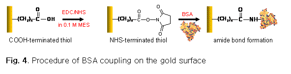 Text Box:  

Fig. 4. Procedure of BSA coupling on the gold surface


